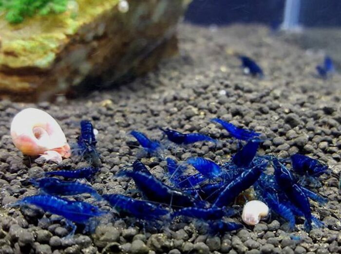 Neocaridina heteropoda var. "Blue Dream" - Image 4