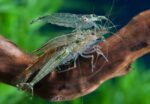 Caridina multidentata, Caridina japonica "Amano Shrimp" - Image 4