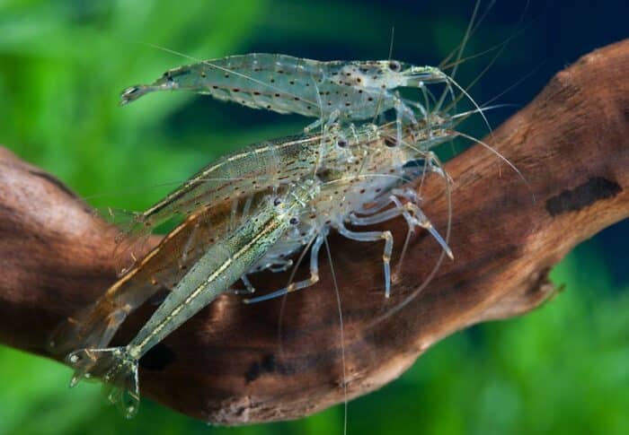 Caridina multidentata, Caridina japonica "Amano Shrimp" - Image 4