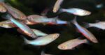 Danio albolineatus - Image 5
