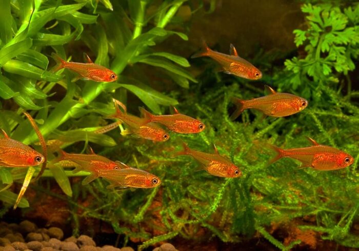Hyphessobrycon amandae "Ember Tetra" - Image 5