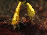 Neocaridina heteropoda var. "Yellow Neon" - Image 5