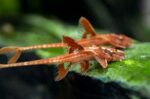 Rineloricaria sp. L11a "Red Lizard" - Image 6