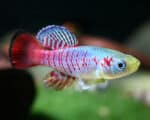 Nothobranchius guentheri - Image 5