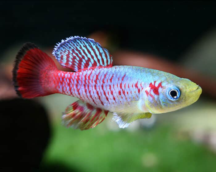 Nothobranchius guentheri - Image 5
