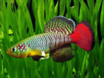 Nothobranchius guentheri - Image 4