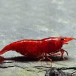 Neocaridina heteropoda "Bloody Mary" - Image 4