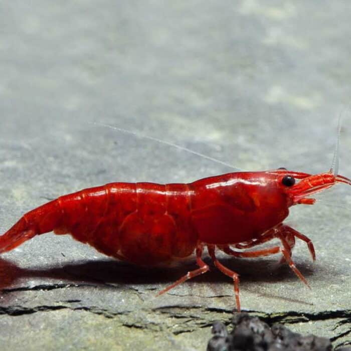 Neocaridina heteropoda "Bloody Mary" - Image 4