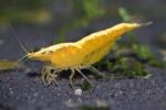 Neocaridina heteropoda var. "Yellow Neon" - Image 6