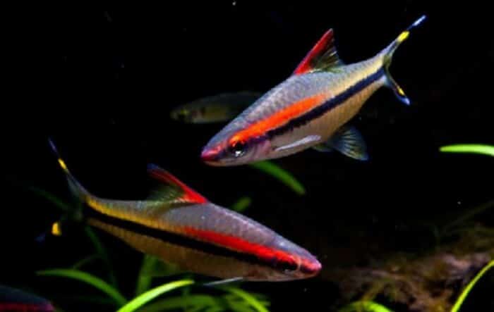 Sahyadria denisonii - Image 4