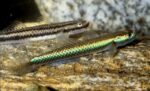 Stiphodon sp. - Image 4