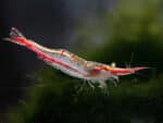 Caridina gracilirostr - Image 7
