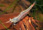Caridina gracilirostr - Image 6