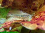 Caridina multidentata, Caridina japonica "Amano Shrimp" - Image 6