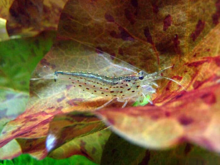 Caridina multidentata, Caridina japonica "Amano Shrimp" - Image 6