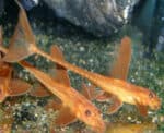 Rineloricaria sp. L11a "Red Lizard" - Image 7