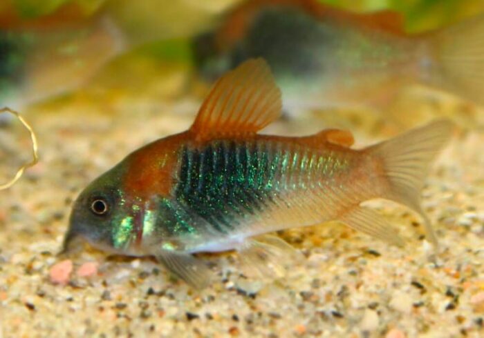 Corydoras aeneus «Venezuela Orange» - Image 5