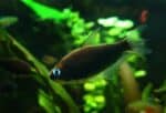 Nematobrycon Palmeri Black - Image 2