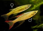 Iriatherina werneri - Image 5