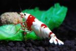 Pure Red Line Crystal "PRL" (Caridina) - Image 6