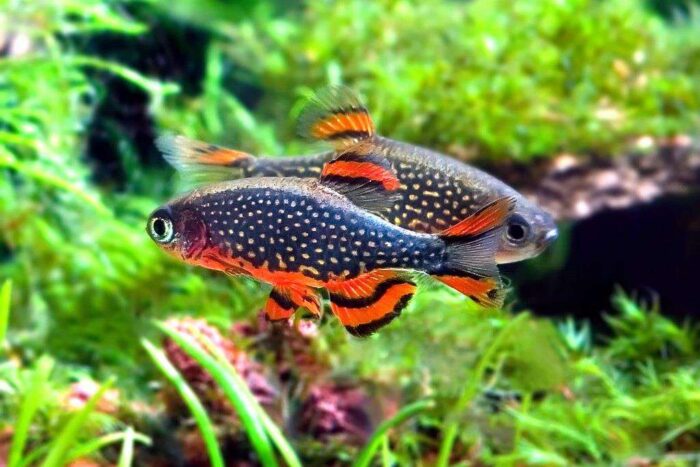 Danio margaritatus "Microrasbora Galaxy" - Image 5