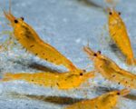 Golden Tiger Shrimp / Tangarine Tiger (Caridina) - Image 6