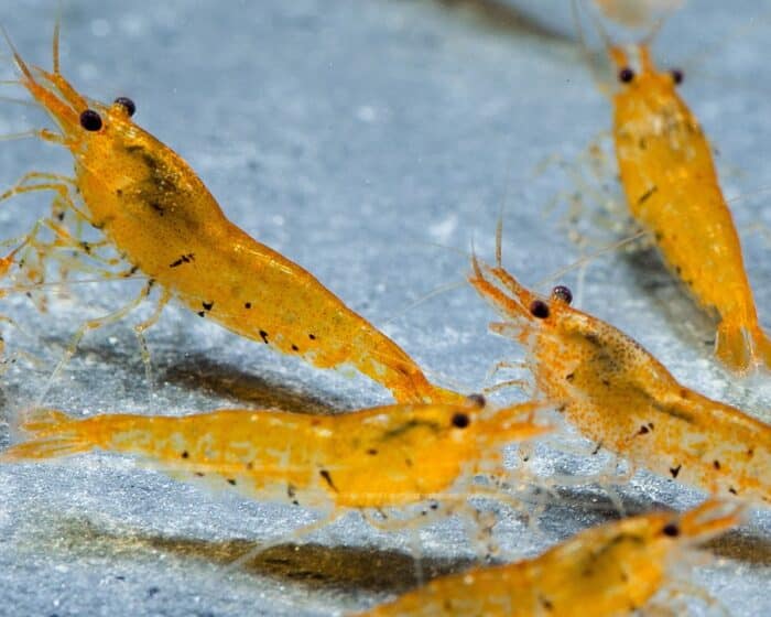 Golden Tiger Shrimp / Tangarine Tiger (Caridina) - Image 6