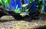 Pseudomugil furcatus - Image 10