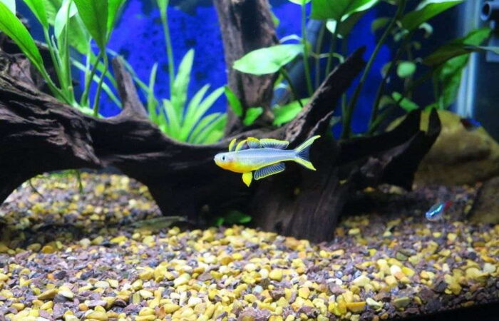 Pseudomugil furcatus - Image 10