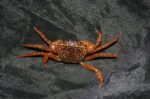 Parathelphusa Pantherina - Image 7