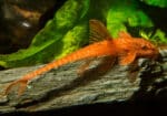 Rineloricaria sp. L11a "Red Lizard" - Image 8