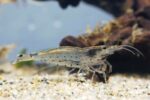 Caridina multidentata, Caridina japonica "Amano Shrimp" - Image 5