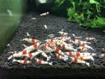 Pure Red Line Crystal "PRL" (Caridina) - Image 5