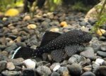 Ancistrus hoplogenys