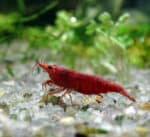 Neocaridina heteropoda "Bloody Mary" - Image 3