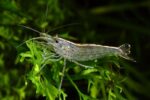 Caridina multidentata, Caridina japonica "Amano Shrimp"