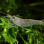 Caridina multidentata, Caridina japonica "Amano Shrimp"