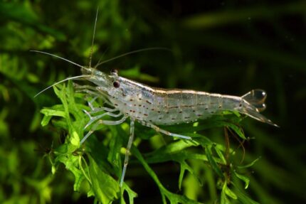 Caridina multidentata, Caridina japonica "Amano Shrimp"