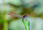 Caridina gracilirostr