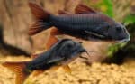 Corydoras Sp. «Black Venezuela» - Image 4