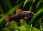 Corydoras Sp. «Black Venezuela»