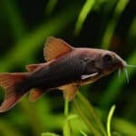 Corydoras Sp. «Black Venezuela»