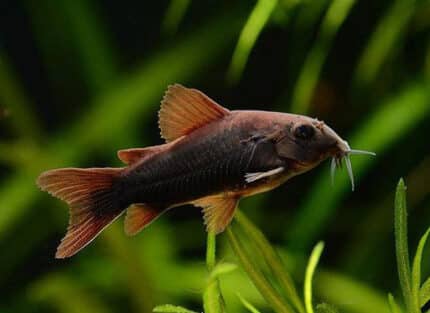 Corydoras Sp. «Black Venezuela»