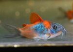 Corydoras aeneus «Venezuela Orange»