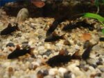 Corydoras Sp. «Black Venezuela» - Image 5