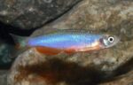 Danio albolineatus