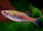 Danio choprae