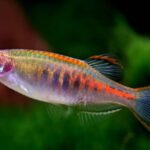 Danio choprae