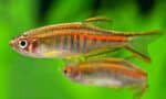 Danio choprae - Image 2