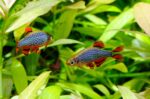 Danio margaritatus "Microrasbora Galaxy"